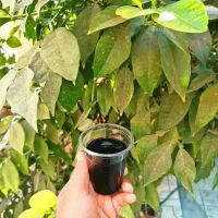 نمایندگی کودارگانیک هیومیک اسیدومحرک(گندم و شلتوک)