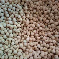 نخود محلی استان فارس
