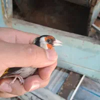 سهره جوجه قفس