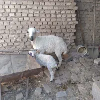 میش بره
