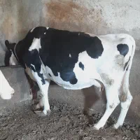 گاو گوشتی جوان