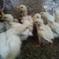 جوجه گوشتی اصل