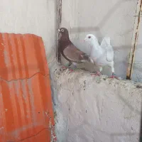 کبوتر کفتر آلمانی صید|پرنده|مشهد, ابوذر|دیوار
