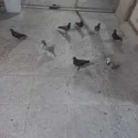 کبوترگرفتنی
