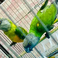 طوطی سنگال جفت نرو ماده