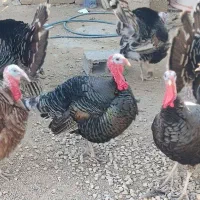 بوقلمون(نر و ماده)