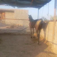 فروش اسب یکسر عرب و خالص