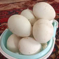 تخم غاز
