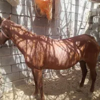 اسب مادیان