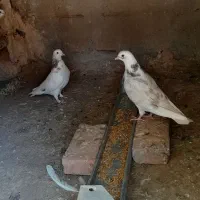 کبوتر پرشی