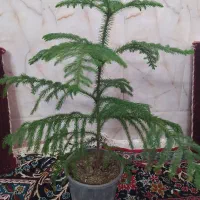 گل و گیاه طبیعی