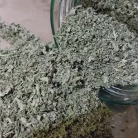 پونه کوهی خوش عطر