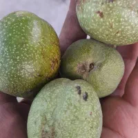 گردو.گیلاس.آلبالو