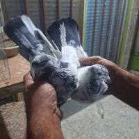 یک جفت کله دمسبز