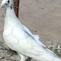 طوقی و پلاکی|پرنده|شیراز, محمودآباد|دیوار