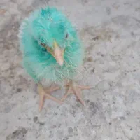 جوجه