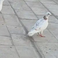 با ماده