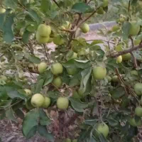 باغ