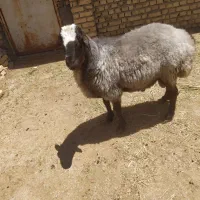 قوچ شال