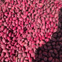 خریدو فروش مواد غذایی فقط نقد