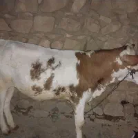 گوساله سیمینتال
