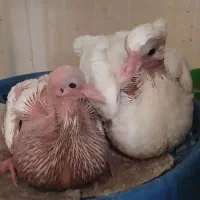 جفت جوجه کبوتر طوقی