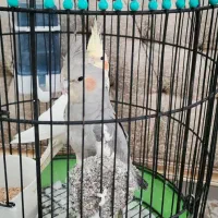 طوطی عروس هلندی و لوتینو