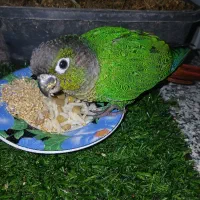 گرینچیک|پرنده|قم, نیروگاه|دیوار