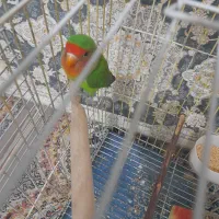طوطی‌برزیلی‌ماده‌اماده‌جفت‌زدن‌‌درمارلیک