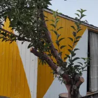 کانکس 15متری