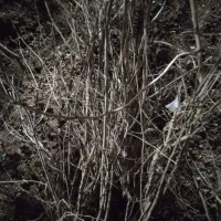 نهال توت قیسی