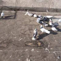 تهرانی