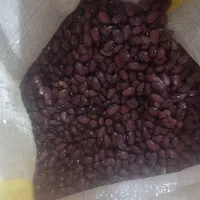 ۷۰۰ کیلو لوبیا قرمز