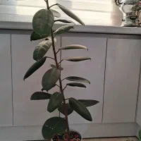 گل طبیعی|گل و گیاه طبیعی|تهران, یافت آباد جنوبی|دیوار