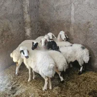 میش باغینی درشت