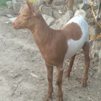 نری صلاله اصل