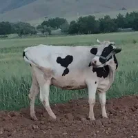گاو