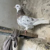 کفتر پرشی  معاوضه