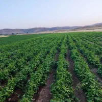کارگر لوبیا چیدن