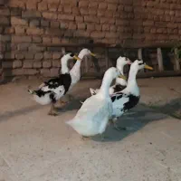 اردک