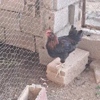 خروس