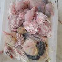 ۶تا جوجه کفتر کوچیک طوقی شازده زرد سرور مشکی