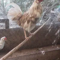 فروش مرغ و خروس گلین لری