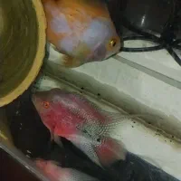 معاوضه جفت ماهی خوشگل و کار داده با پرنده