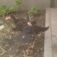 جوجه لاری اصل خارجی