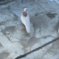 کبوتر ماده معاوضه اکم