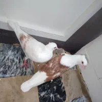۷تا جوجه کفتر