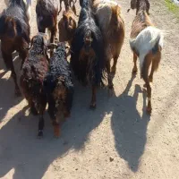 سلام‌۴‌عدد‌بز‌