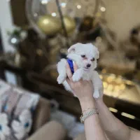 توله سگ نژاد دار