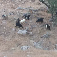 بیگ نر چاق مست برا کشت